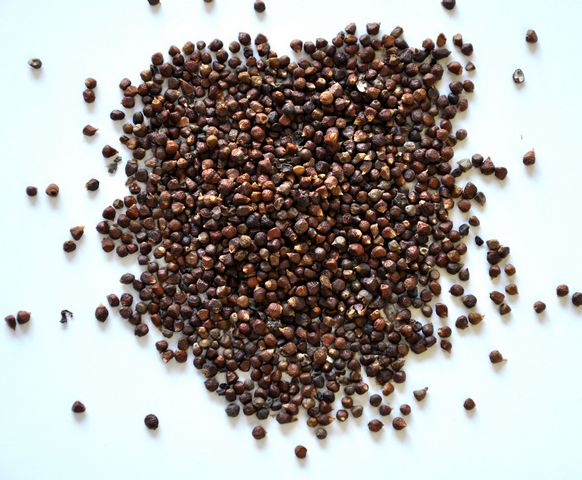 Grains of Paradise